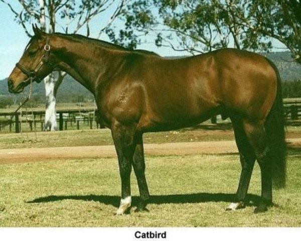 stallion Catbird xx (Thoroughbred, 1996, from Danehill xx)