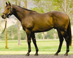 stallion Charge Forward xx (Thoroughbred, 2001, from Red Ransom xx)