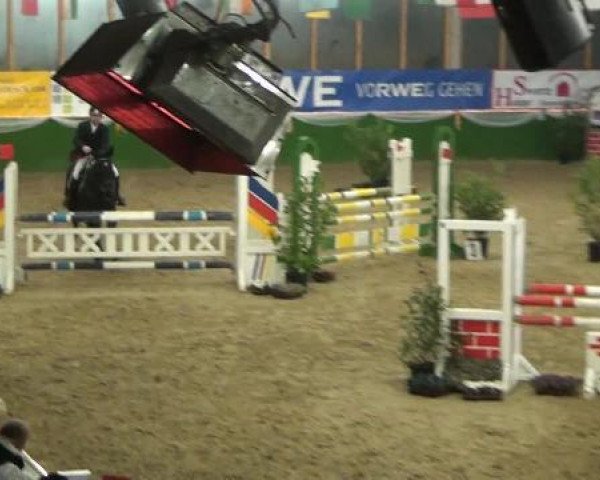 Springpferd Cornelius 38 (Belgisches Warmblut, 2007, von Chippendale Z)