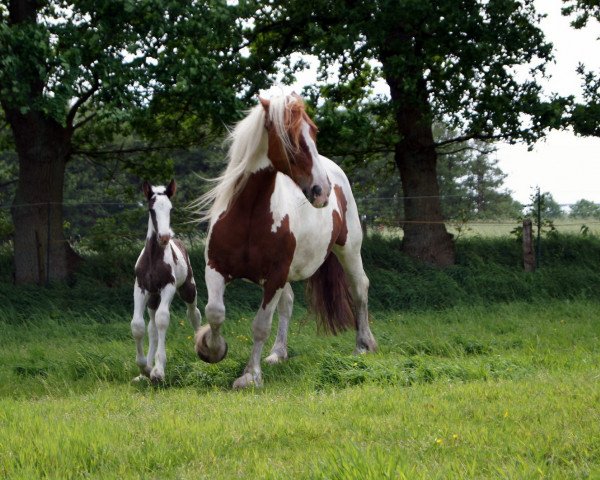 broodmare Sally (Tinker / Irish Cob / Gypsy Vanner, 2003, from Sam)