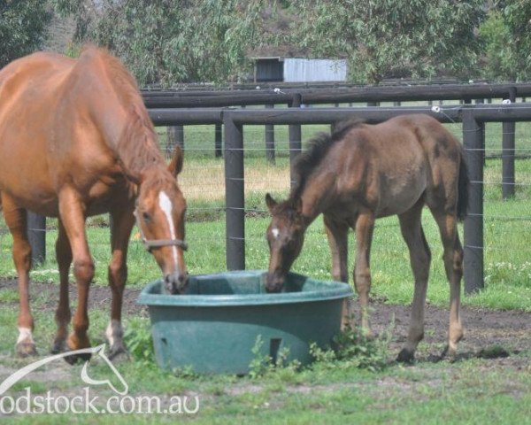 broodmare Ma Biche xx (Thoroughbred, 1980, from Key to the Kingdom xx)