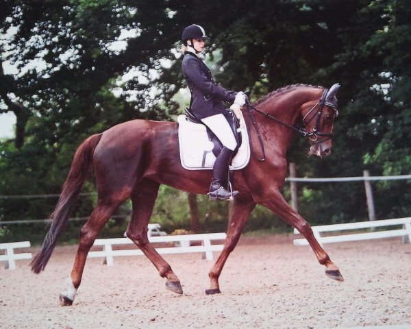 dressage horse Aylin 23 (Oldenburg, 2004, from Don Schufro)