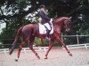 dressage horse Aylin 23 (Oldenburg, 2004, from Don Schufro)