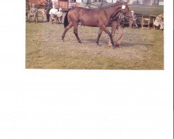 broodmare Perlenband (Hanoverian, 1968, from Perser xx)