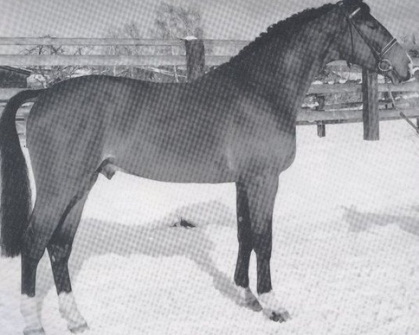 stallion Rame Z (Hanoverian, 1984, from Ramiro Z)