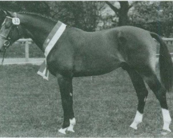 stallion Rakett (Bavarian, 1988, from Rame Z)