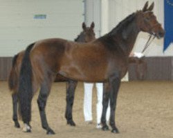 broodmare World's Finest (Hanoverian, 2000, from Weltmeyer)