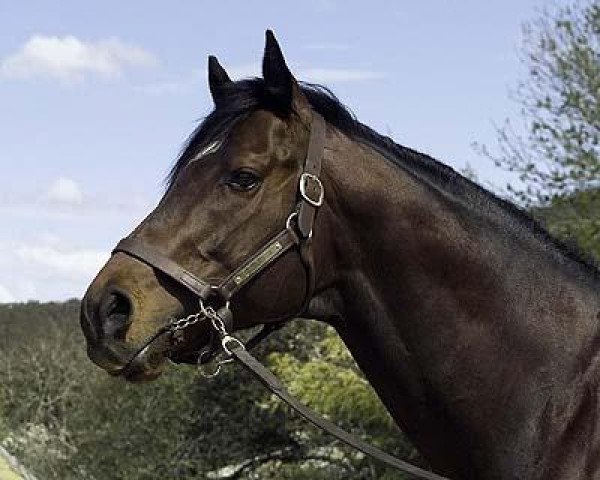 stallion Testa Rossa xx (Thoroughbred, 1996, from Perugino xx)