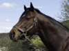 stallion Testa Rossa xx (Thoroughbred, 1996, from Perugino xx)