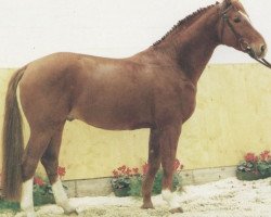 stallion Lombardo (Hanoverian, 1984, from Lombard)