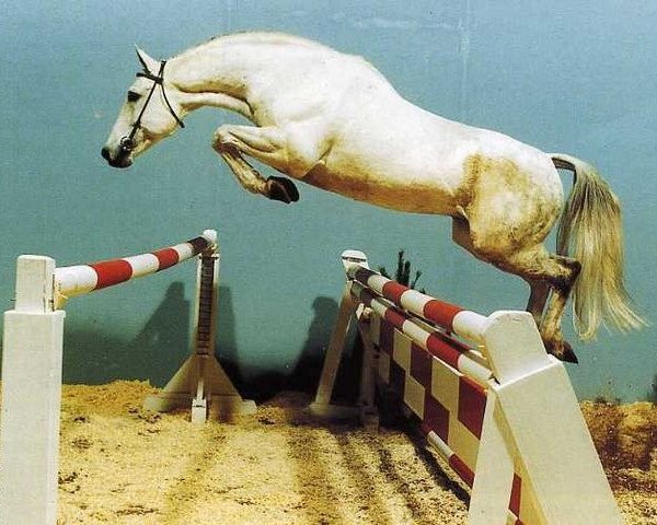 stallion Genever (Hanoverian, 1976, from Gotthard)