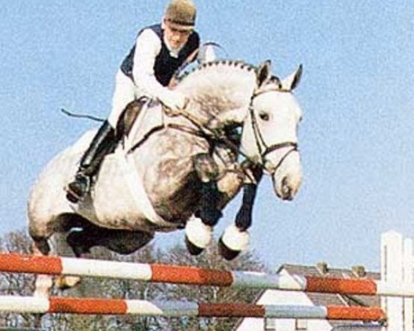 stallion Wiener Skat (Hanoverian, 1984, from Wienerwald)