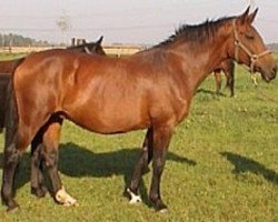 broodmare Costa Rica (Hanoverian, 1988, from Calypso II)