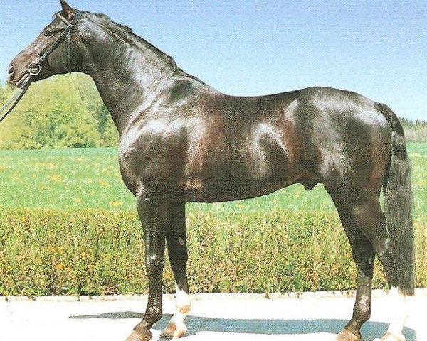 stallion Advocat (Hanoverian, 1985, from Argentan I)