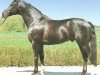 stallion Advocat (Hanoverian, 1985, from Argentan I)