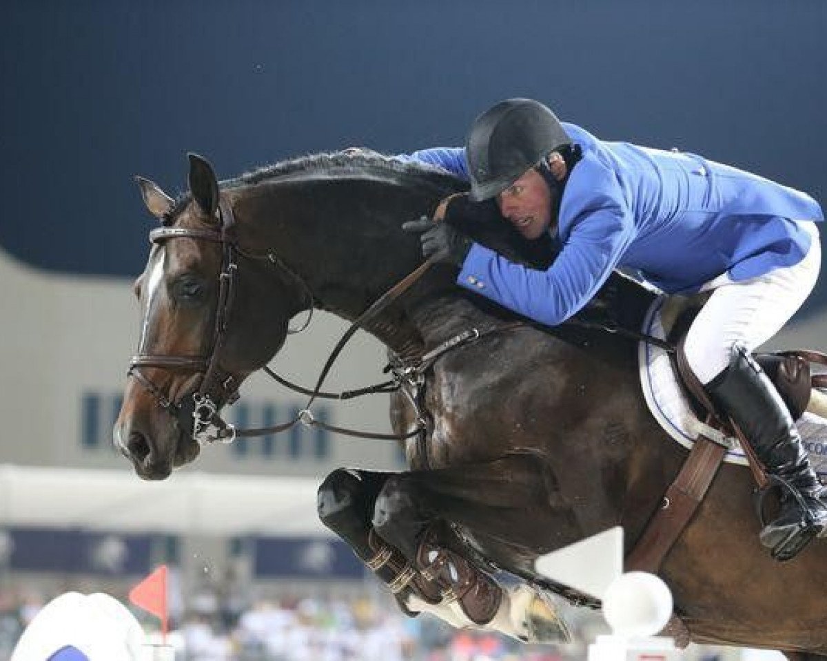 Deckhengst Callahan (Hannoveraner, 2003, von Contendro I)