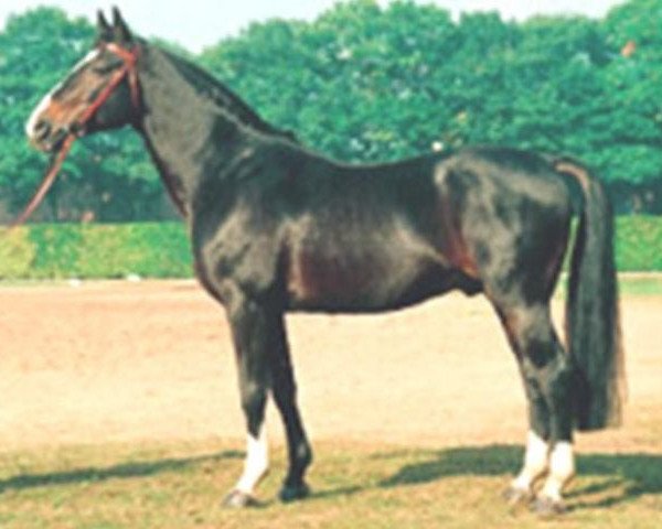 stallion Leibniz (Hanoverian, 1974, from Lombard)