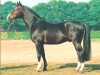 stallion Leibniz (Hanoverian, 1974, from Lombard)