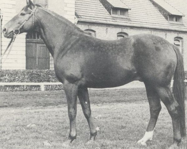 stallion Wirbelwind (Hanoverian, 1972, from Wiesenbaum xx)