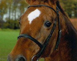 broodmare Lamina (Hanoverian, 1983, from Lungau)