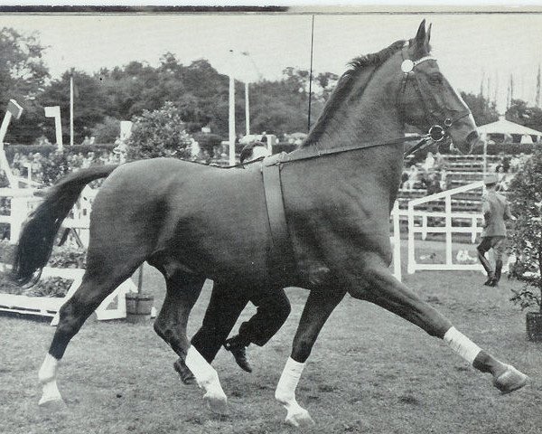 stallion Durban (Hanoverian, 1950, from Duellant)