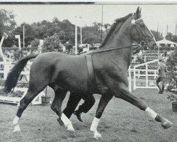 stallion Durban (Hanoverian, 1950, from Duellant 3586)