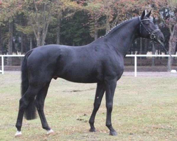 stallion Heinrich Heine (Hanoverian, 2005, from Hochadel)