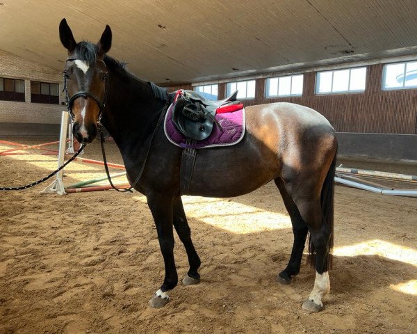 dressage horse Doloresa (Latvian Warmblood, 2018, from Daramis)