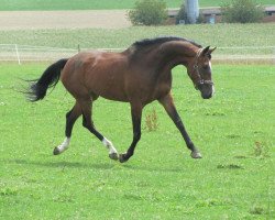 Pferd Cosima (Westfale, 2004, von Condor M)