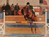 jumper Nike 84 (German Riding Pony, 1998, from Nightfever)