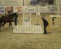 jumper Vasco 103 (German Riding Pony, 2010, from Vincent)