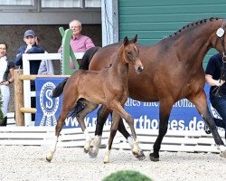 Springpferd 1st Chacca (Oldenburger Springpferd, 2022, von Chaccothage Blue PS)