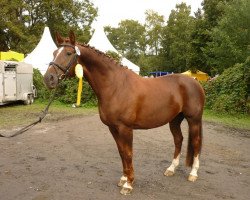 broodmare Alegra (German Warmblood, 2001, from Abanos)