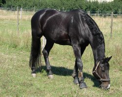 dressage horse Rijeu (Hanoverian, 1998, from Rubinstein I)