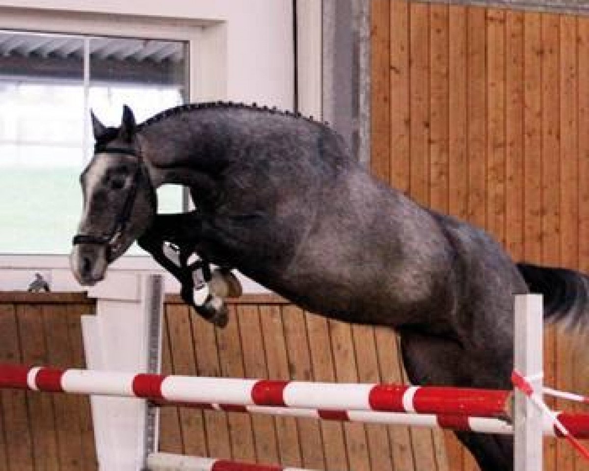 jumper Cash 190 (German Warmblood, 2010, from Colestus)