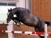 jumper Cash 190 (German Warmblood, 2010, from Colestus)