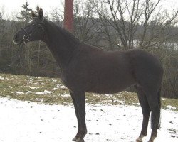 broodmare Cariana (Oldenburg, 1999, from Donnerschwee)