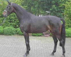 broodmare Bonita (Oldenburg, 2003, from Rohdiamant)