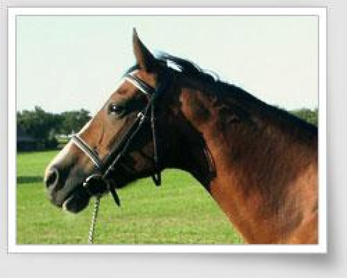 broodmare Gerdi (Hanoverian, 1987, from Gardeulan II)