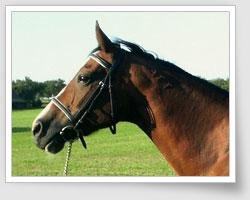 broodmare Gerdi (Hanoverian, 1987, from Gardeulan II)