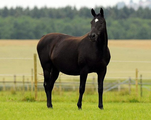broodmare Ozola (KWPN (Royal Dutch Sporthorse), 1996, from Rubinstein I)