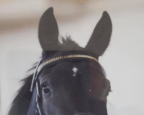 dressage horse Sissi (Swiss Warmblood, 2013, from Dante Weltino Old)