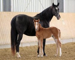 broodmare Dark Angel M (Württemberger, 2001, from Donnerhall)