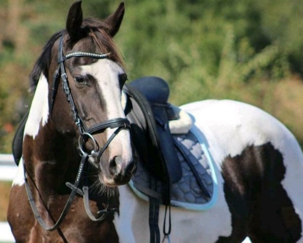 dressage horse CBell (Irish Sport Horse, 2008)