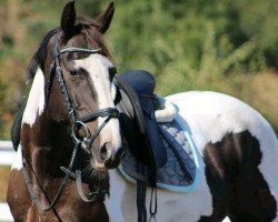 Dressurpferd CBell (Irish Sport Horse, 2008)