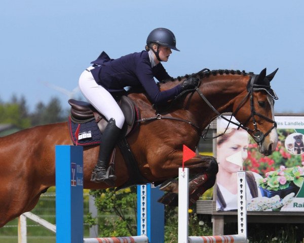 jumper Cameo 15 (Oldenburg show jumper, 2015, from Cabachon)