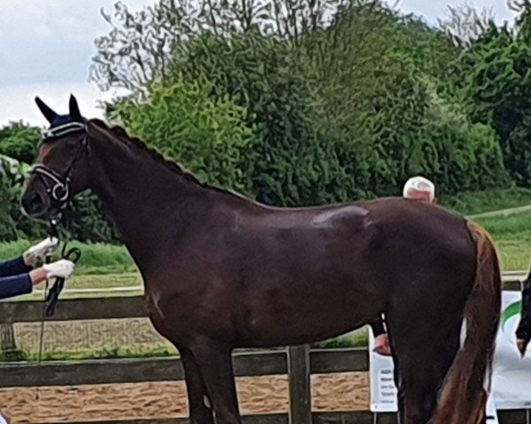 dressage horse Quadira 3 (Hanoverian, 2018, from Quantensprung 3)