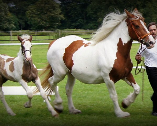 horse Wesley Mc Kenneth (Tinker / Irish Cob / Gypsy Vanner, 2012, from Willoby 'Mc Kenneth)