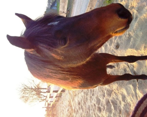 jumper Nico (German Riding Pony, 2008, from Seven Mountain)