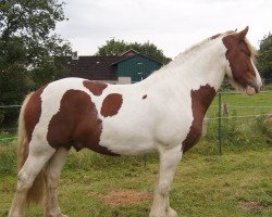 horse Waitano Mc Kenneth (Tinker / Irish Cob / Gypsy Vanner, 2010, from Willoby 'Mc Kenneth)